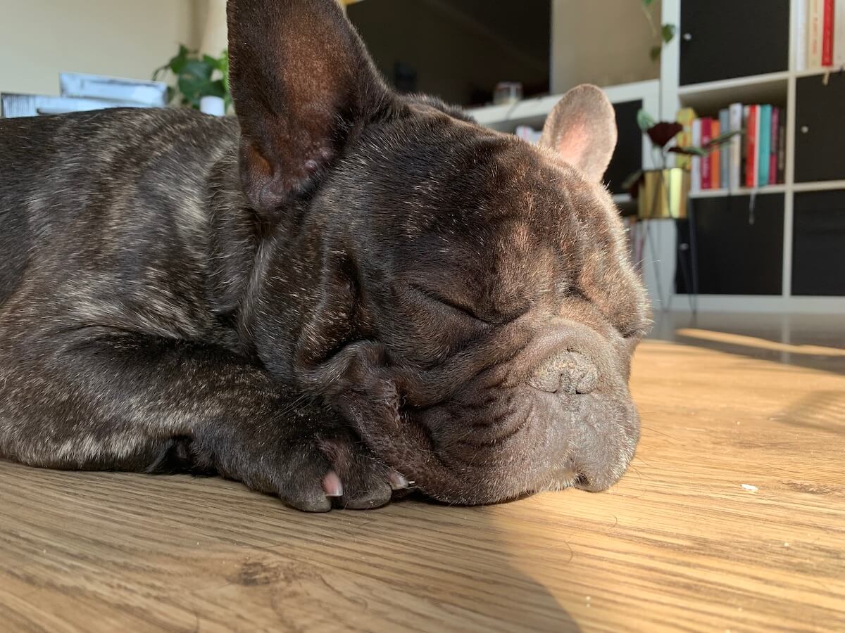 My dog always looks for a ray of sun on the floor for his morning nap. Yes, morning naps are a thing if you sleep 20 hours a day. A picture of my dog sleeping with a ray of sun shining on his face